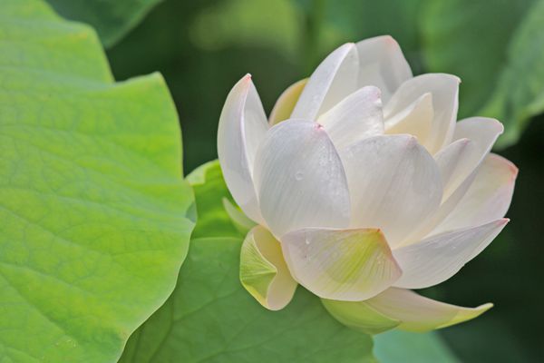 9杨燕 (2)_副本.jpg