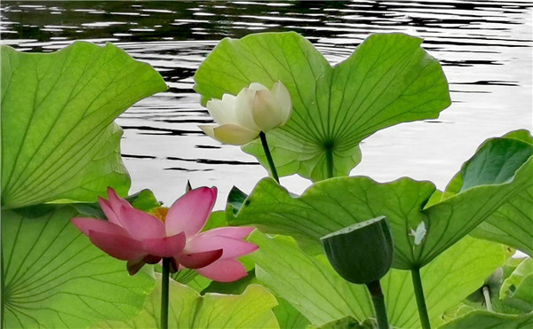 荷流轻逐香波，花吐似雾莲蓬.jpg
