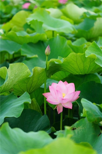 花蕾，在灿烂阳光下悄然绽放，那一朵粉色更加鲜艳夺目。.jpg