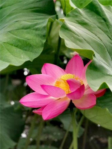 春花随风柔和泥，夏荷悄然粉登场.jpg