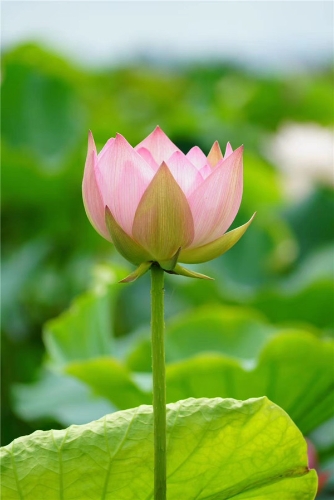出水芙蓉清雅洁，亭亭玉立在塘中.jpg