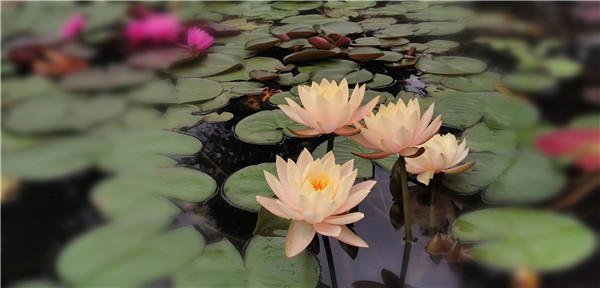 一念心清静，莲花簇簇开.jpg