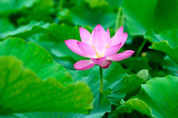 图4-莲花图 摄影师虞文娟-碧谷_副本.jpg