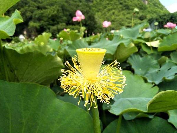 扫除腻粉呈风骨，褪却红衣学淡妆（拍摄：孔德萍）-扶贫办_副本.jpg
