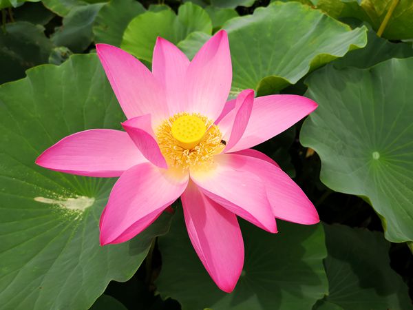廉语：勿以恶小而为之，勿以善小而不为，别因一时的“蝇头小利”毁了一生。（拍摄者：商务投促局 张慧）_副本.jpg