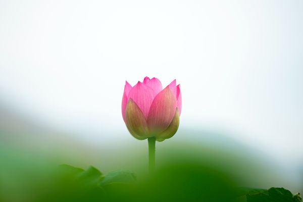 4.《清莲》东川区委政法委  范芸_副本.jpg