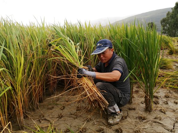 1600677319289029624.jpg 张学艳 (2)_副本.jpg