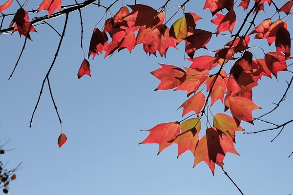 1604653829388066065.jpg 黄花独带露,红叶已随风(尺寸:600x400).jpg