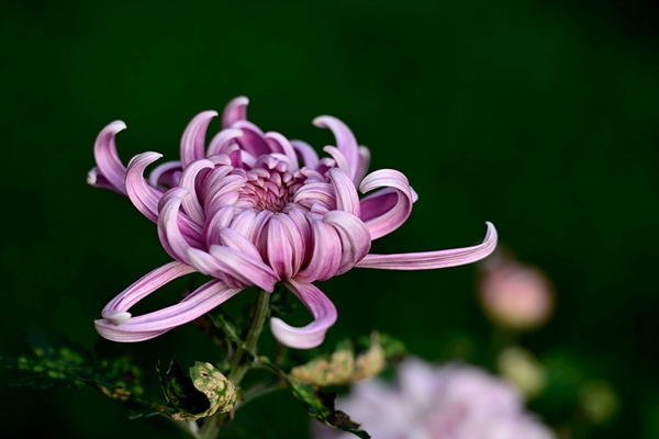 1604653857490066353.jpg 闲绕篱头看菊花,深黄浅紫自窠窠(尺寸:600X400).jpg