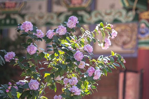 DSC_9450a.jpg