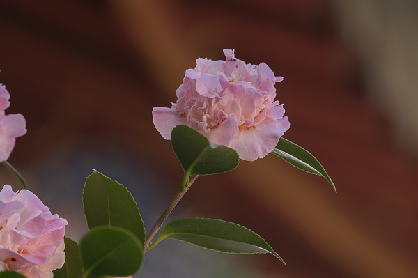 DSC_9472.jpg