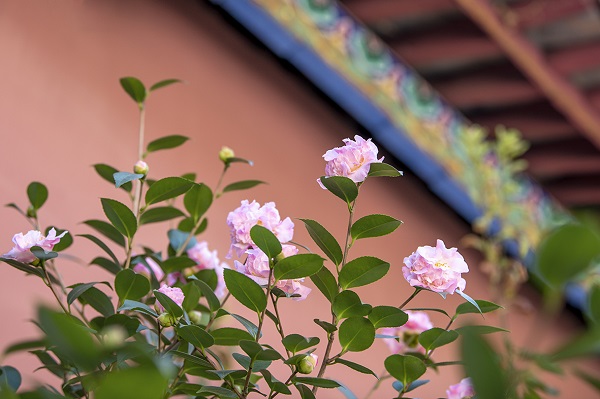 DSC_9479a.jpg