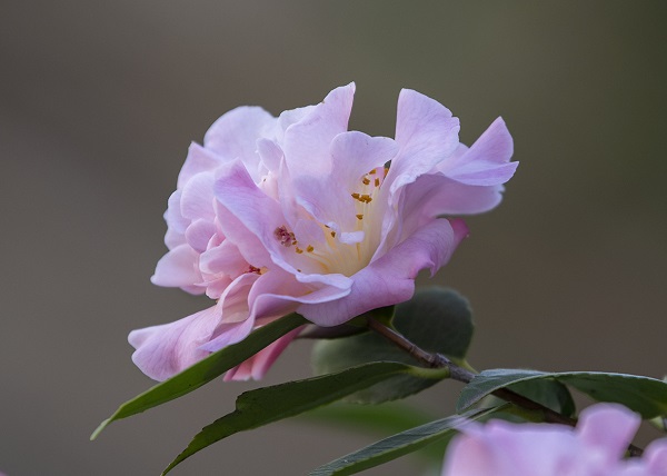 DSC_9485a.jpg