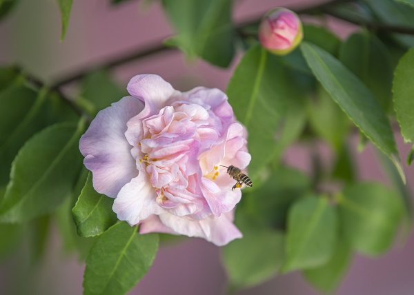 DSC_9657a.jpg