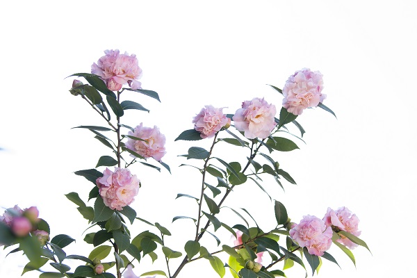 DSC_9686a.jpg