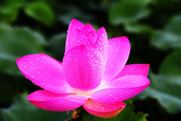 DSC_0293-胡金喜_副本_副本.jpg