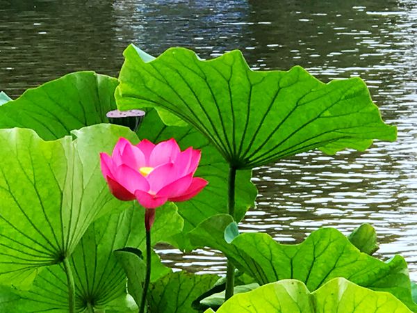 区民政局李家芬3_副本_副本.jpg