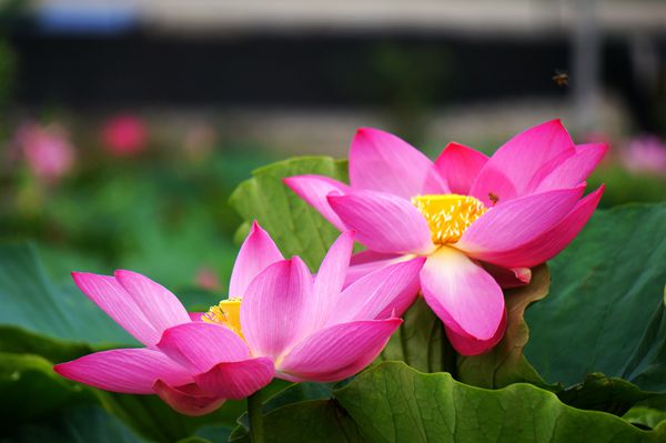 DSC01705-邱松_副本_副本.jpg