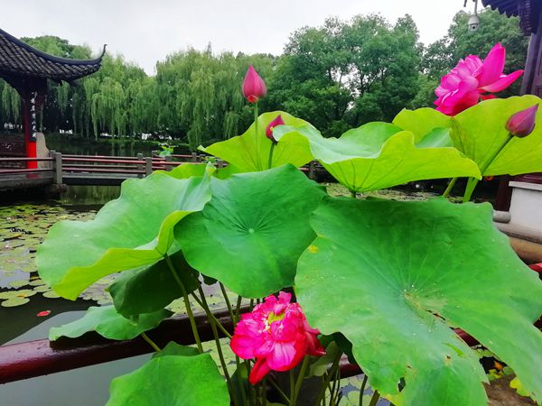 微信图片_20210709144858-马要党_副本_副本.jpg