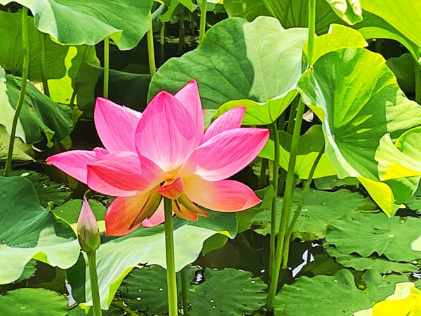 微信图片_20210615151635-杨燕_副本_副本.jpg