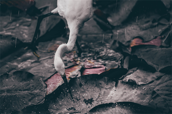 4宋福韦.jpg