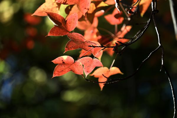 微信图片_20211111161601-吴建坤_副本.jpg