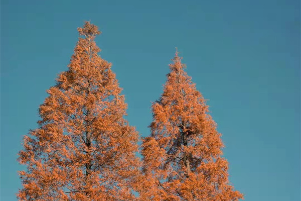 1638781249761019613.jpg 4b9c2d5e5d6bb692efae74026883f56.jpg