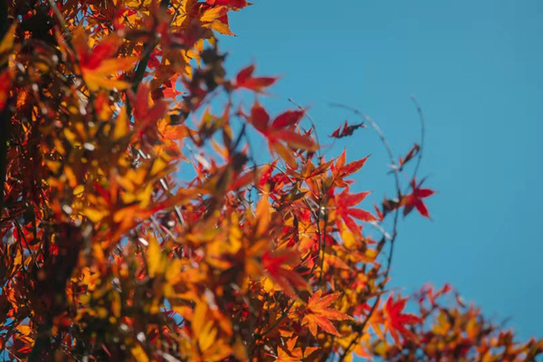 1638781277768082409.jpg 2e0ca33ec1d812c76b362c46bbdacdd.jpg