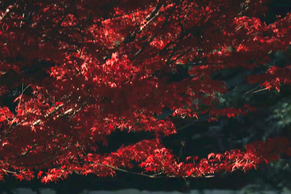 1638781396953060372.jpg ed20eb522a7c8778296cc049a037df7.jpg