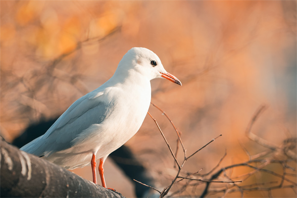 1639549331829054503.jpg 7.jpg