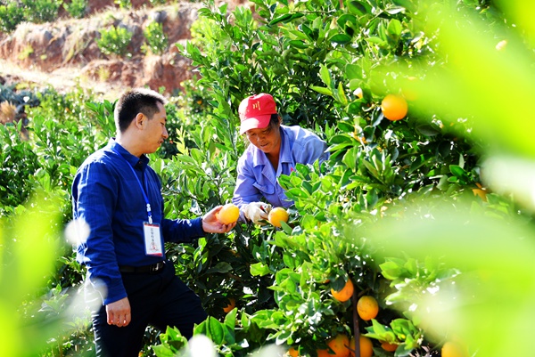 拖布卡镇新店房村红土橙种植基地_副本.jpg