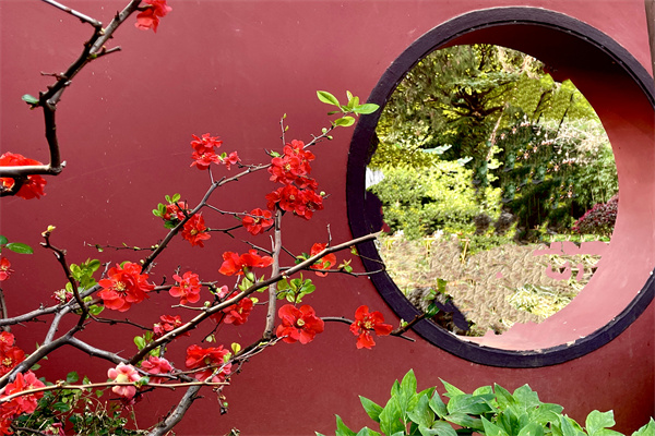 丰宁，墙角一景。早春时节，昆明昙华寺的一角，贴梗海棠悄悄盛放，亭亭玉立，灿若云锦，清香四溢。（谈丽萍），贴梗海棠.jpg