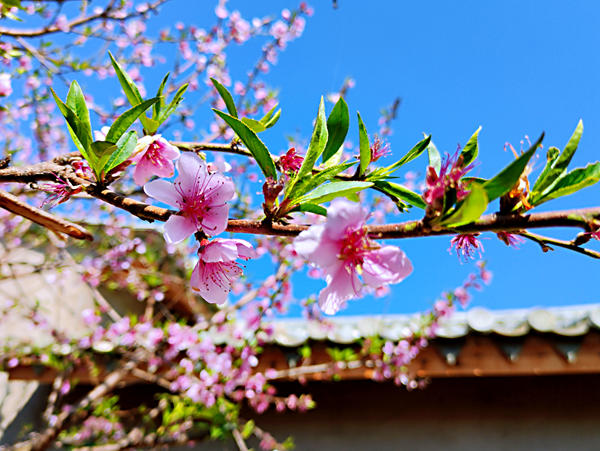 1647481869102049921.jpg 公安局李国芳_副本.jpg