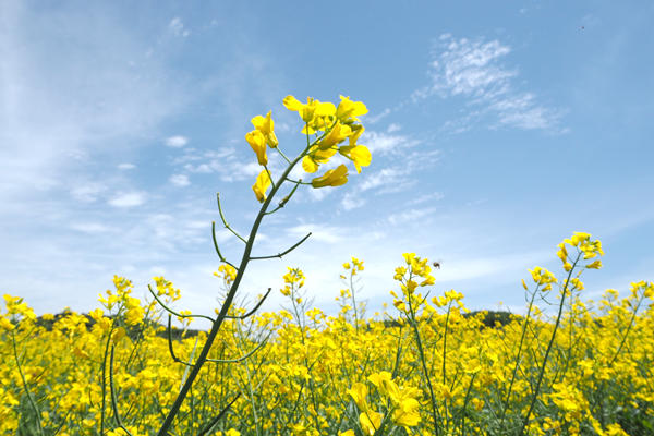 1647482011549045005.jpg 张海燕_副本.jpg