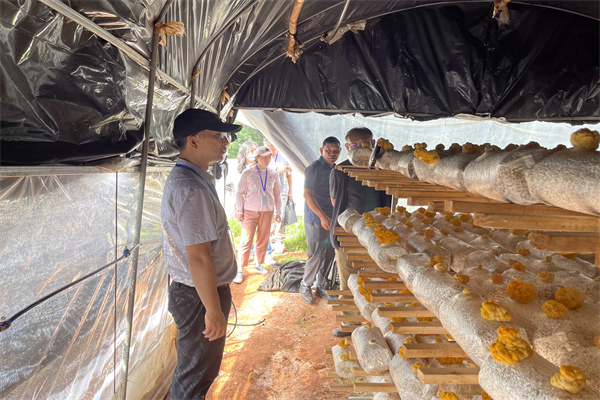 第二巡察组实地了解食用菌种植科普示范基地－西翥街道新民社区花坡小组，花坡农产品农民专业合作社（黄伟 摄）.jpg