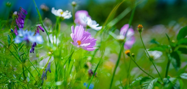 区医疗保障局 鲁丽芬_副本.jpg