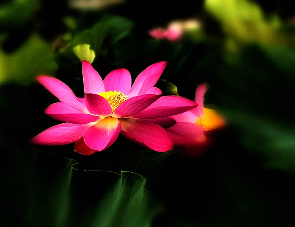 一朵芙蕖，开过尚盈盈。（段华 摄）.jpg