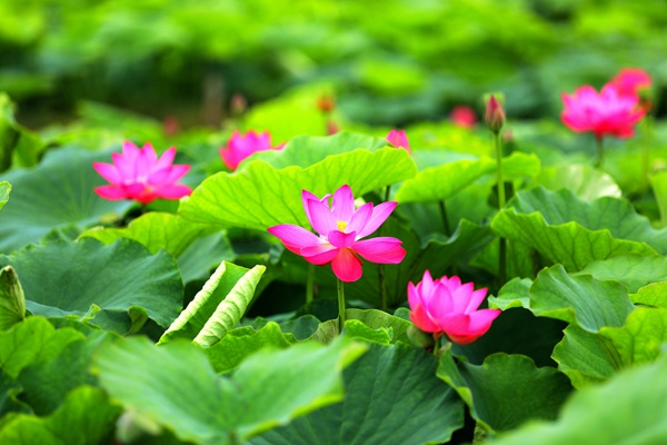 荷花娇欲语，愁杀荡舟人。（吴建坤 摄）.jpg