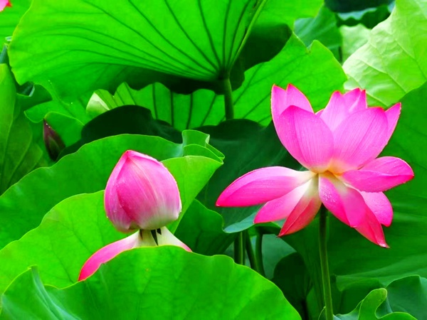 荷叶五寸荷花娇，贴波不碍画船摇。（李建洪 摄）.jpg
