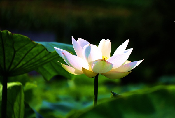 庭前落尽梧桐，水边开彻芙蓉。（肖鹏 摄）.jpg