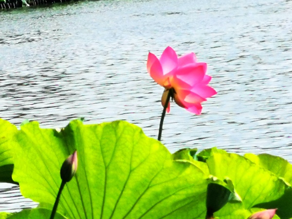 拥红妆，翻翠盖，花影暗南浦。（杨宝珍 摄）.jpg