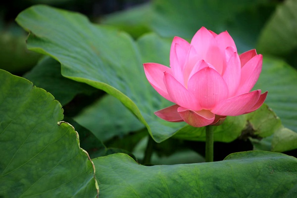 竹色溪下绿，荷花镜里香。（杨燕 摄）.jpg