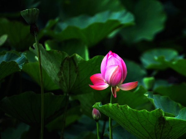 微雨过，小荷翻。榴花开欲然。（郭燕 摄）.jpg