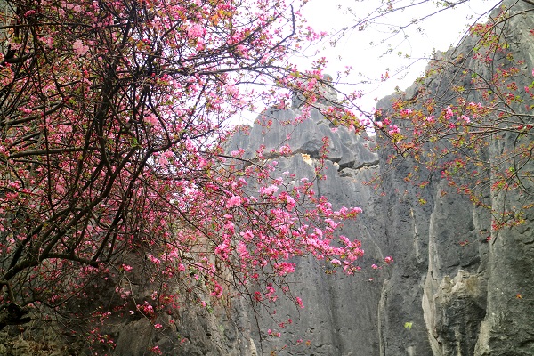 石林管理局摄.jpg