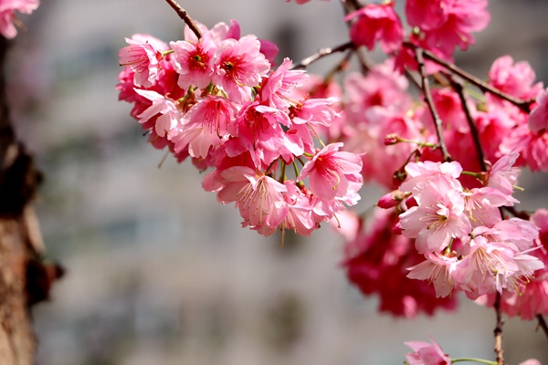 阿旺镇陈普芹1_副本.jpg