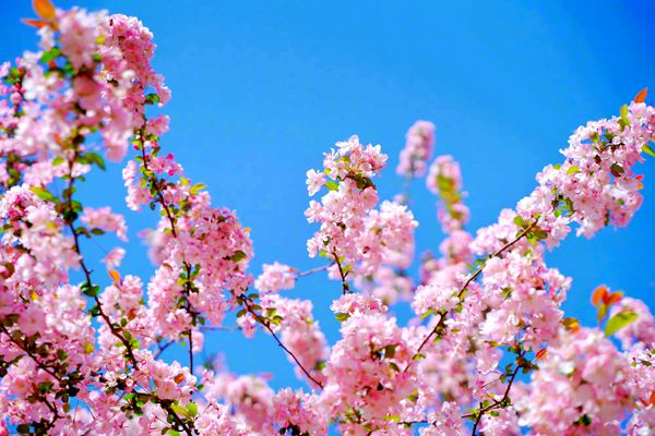 区医疗保障局 张璐丹（樱花）_副本.jpg