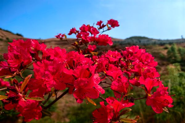 住建局刘清英 (7)（杜鹃花）_副本.jpg