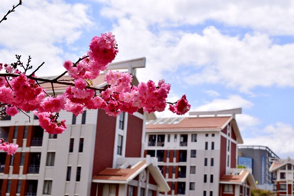财政局 赵洪芬 (8)（樱花）_副本.jpg