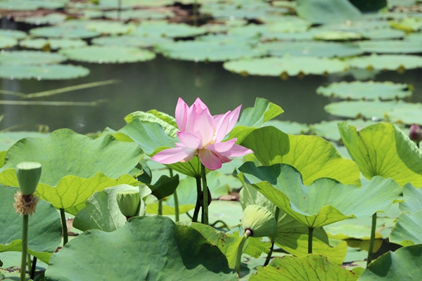 阿旺镇陈普芹.jpg