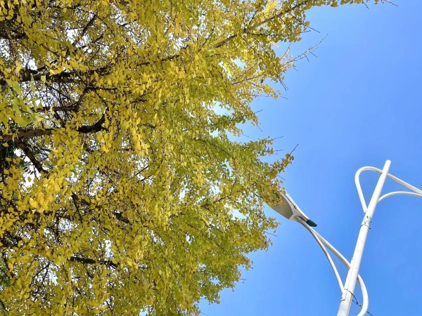 <span style='background-color:;'>17020033133</span>75043843.jpg
